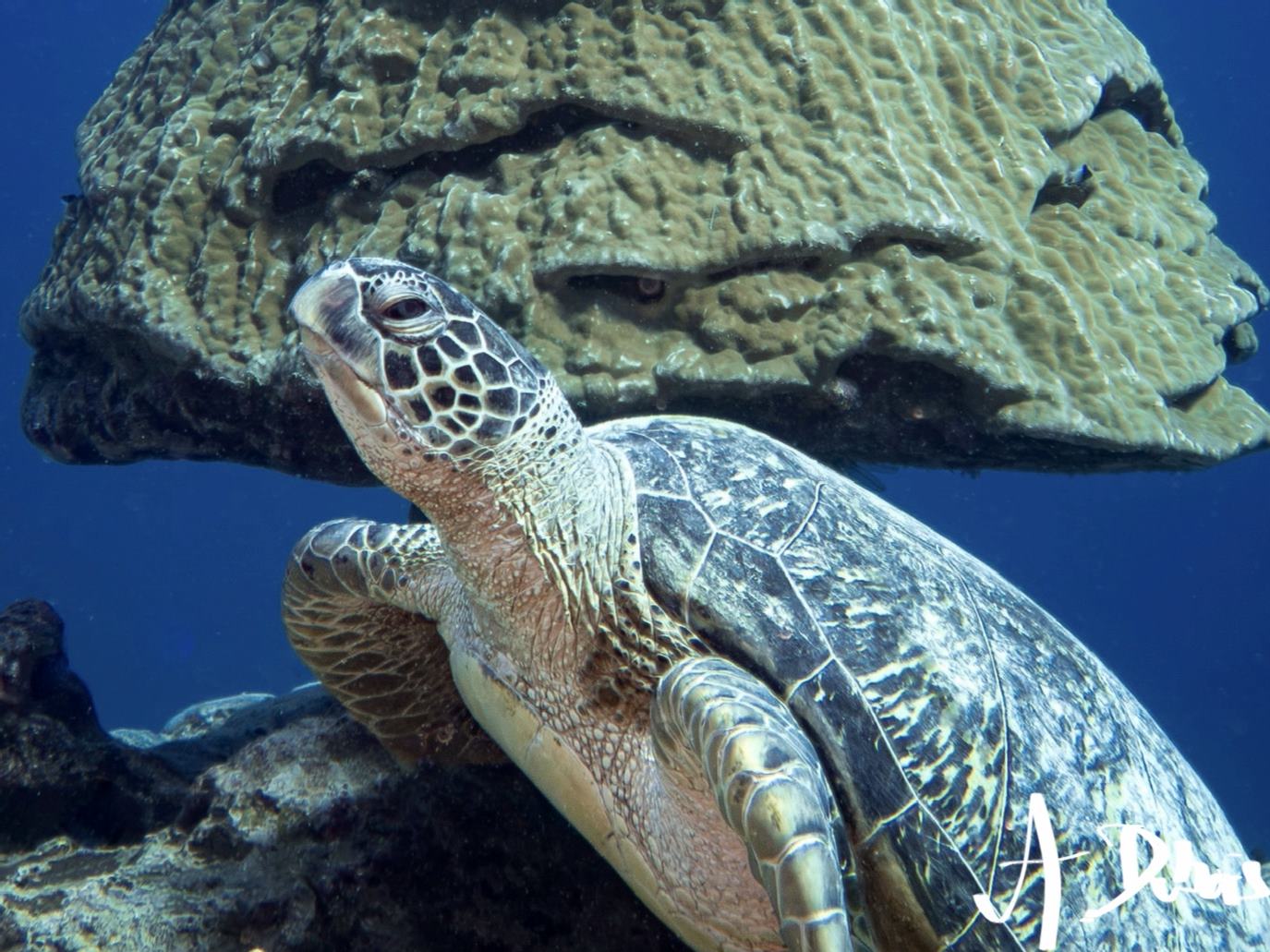 Chelonia mydas