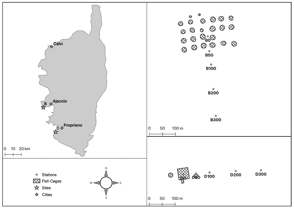 Figure foraminifères