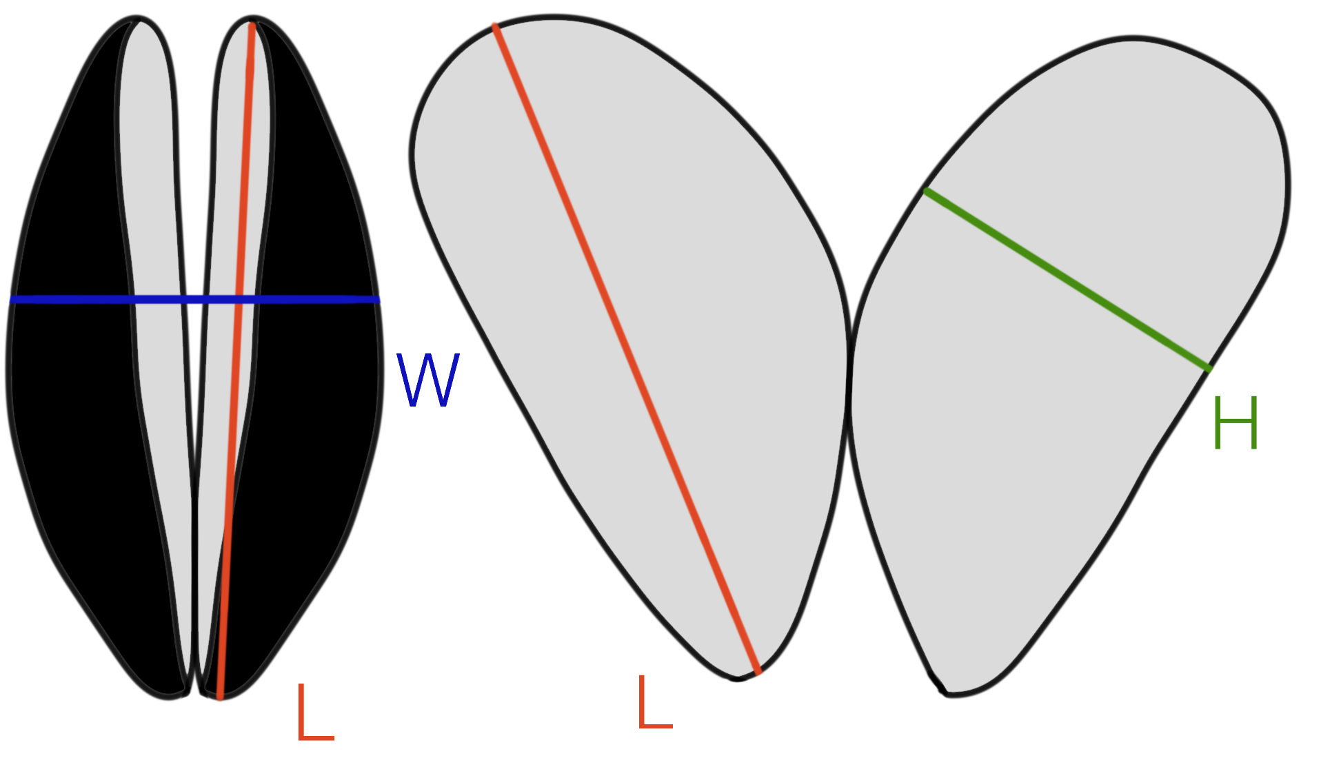 Mytilus morphometry